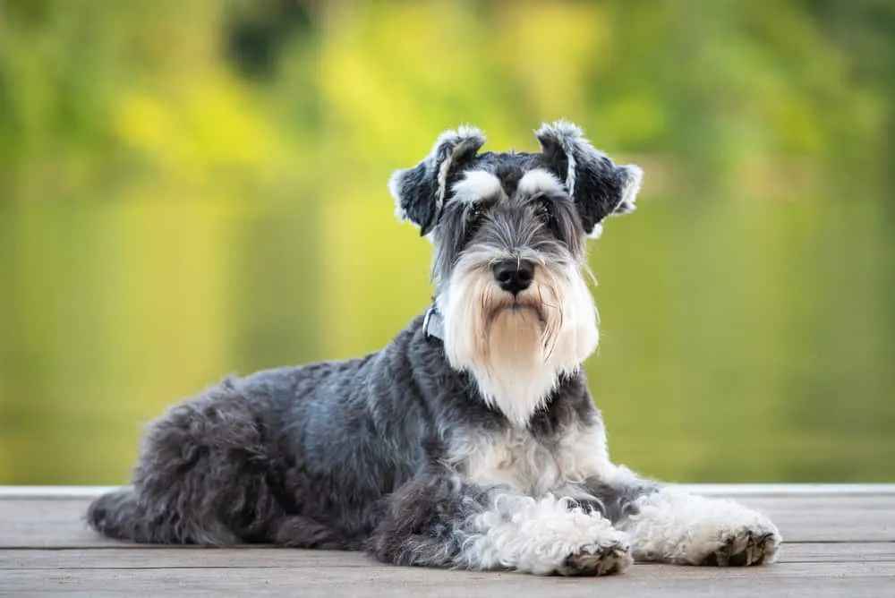 Miniature Schnauzer: The Charismatic Small Companion Dog