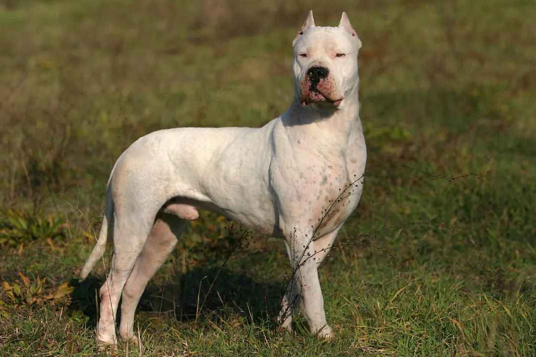 Argentina's Fearless Hunter: The Dogo Argentino - A Breed of Strength and Controversy